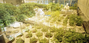 Simscape / All plants were cultivated in the water culture system, 2005