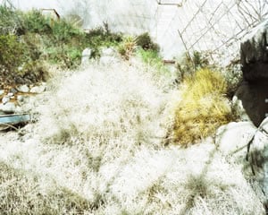 Biosphere 2 / Desert, 2009