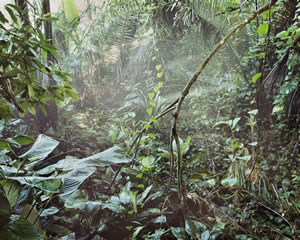 Biosphere 2 / Rainforest, 2009