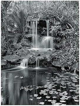 Botanical Falls