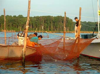 Chesapeake Bay firshermen.