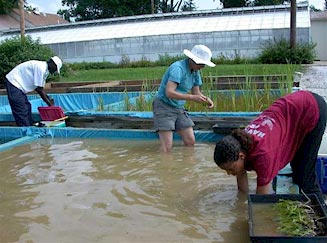 Underwater grass planting.