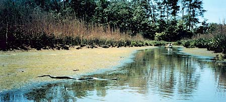 Swimming black rat snake.