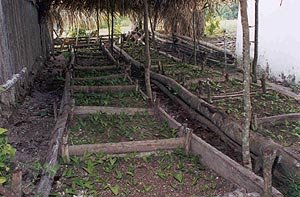 image, Maya pottery in Uaxactun museum.