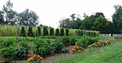 image, Shaker garden.