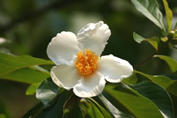 Franlinia bloom on green foliage.
