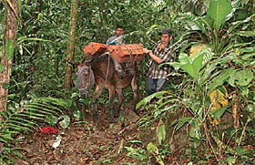 Mule carrying mahogany blocks in the rainforest.