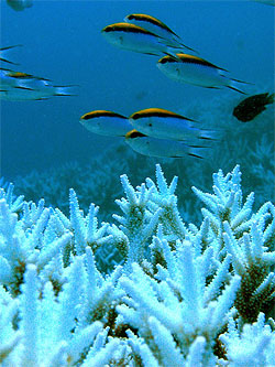 Bleached coral off Australia's Keppel Islands.