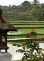 Rice Island: Balie and the Cultivation of Tradition - A Narrative Slideshow.