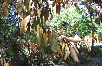 Redbay leaves afflicted with laurel wilt.
