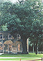 An Undefended Buffet: The Unnecessary Extiction of the Redbay, a Defining Southern Tree