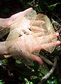 The Currency of Nature