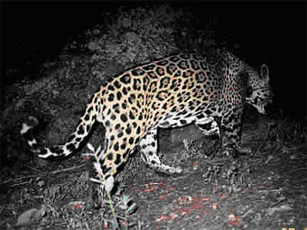 Jaguar photo taken from a camera trap in southern Arizona.