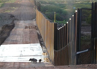 Javelina near new border wall just east of the San Pedro Riparian National Conservation Area in Arizona. 