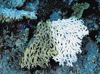 Coral bleaching.