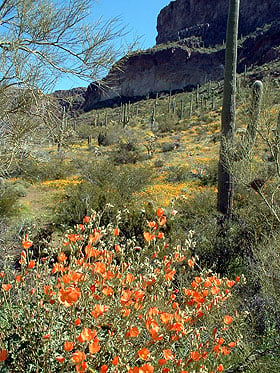 Spring blooms at Organ Pipe Cactus National Monument.