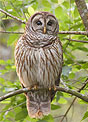 To Wit, to Woo: The Silence of Owls, by Kathryn Miles