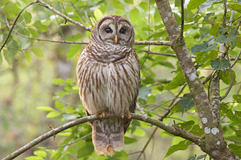 Barred owl.