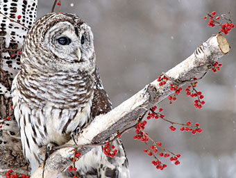 Barred owl.