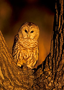 Barred owl.