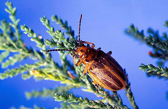Diorahadba elongata, also called the Mediterranean tamarisk beetle or salt cedar leaf beetle