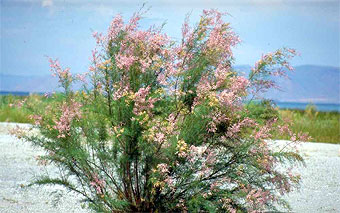 Pink spring flowers on salt cedar