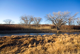 Native cottonwood and grasses along the Bosque del Apache