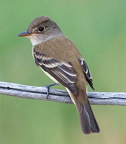 Southwestern willow flycatcher