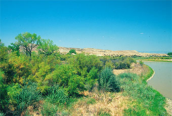 Salt cedar in summer along the Colorado River.