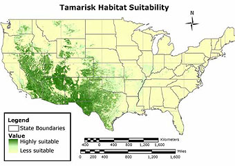 Map of "suitable tamarisk habitat"