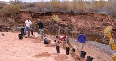 Revegetation after salt cedar removal along a creek near Moab, Utah.