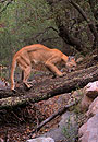 On the Trail of Mountain Lions by Melissa L. Lamberton