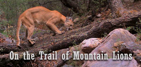 On the Trail of Mountain Lions