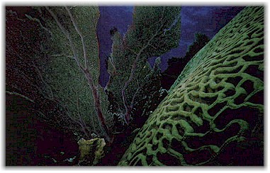 Florida's Marine Ecosystems