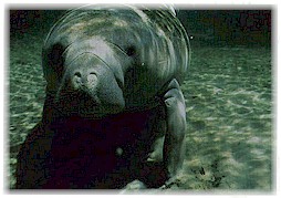 West Indian manatee