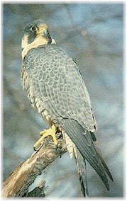Falco peregrinus, the Peregrine falcon.