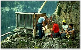 Releasing the Peregrine in the mountains of Montana.