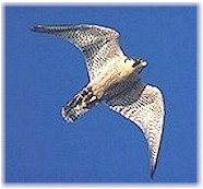 A Peregrine soars in flight.  Photo courtesy of The Peregrine Fund.