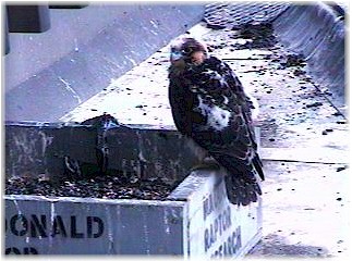 Fledgling Peregrine dressed in new flight feathers.