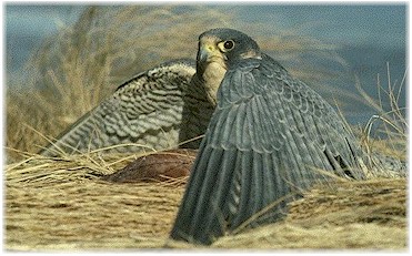 A Peregrine shields its prey from other raptors.