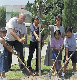 Planting street trees in Azusa.