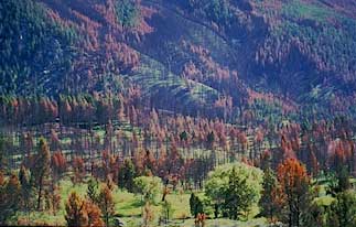 image, Red and singed trees in the wake of a wildland fire.