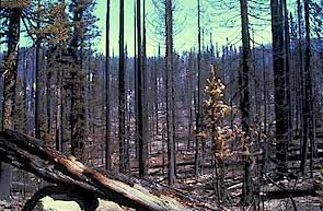 image, Forest after wildfire.  Photo courtesy Bureau of Land Management. 