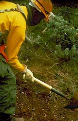 image, Firefighter digging a fireline.  Photo courtesy of Bureau of Land Management.