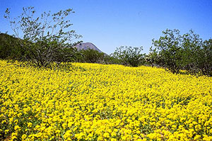 Bright yellow bladderpod, creosote, and mountain.