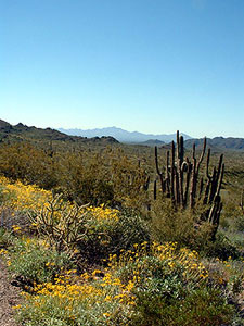 Bright yellow brittlebush and organ pipe cactus.