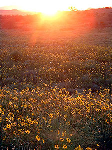 Pinacate sunrise.