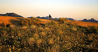 Scott Calhoun among colorful wildflowers and orange sand dunes.