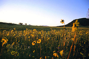 Sunflowers in a field with microwave tower in distance.