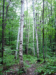 Birches.